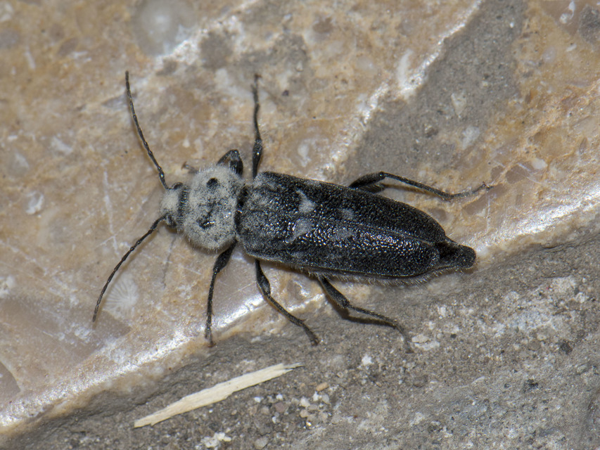 Hylotrupes bajulus - házicincér