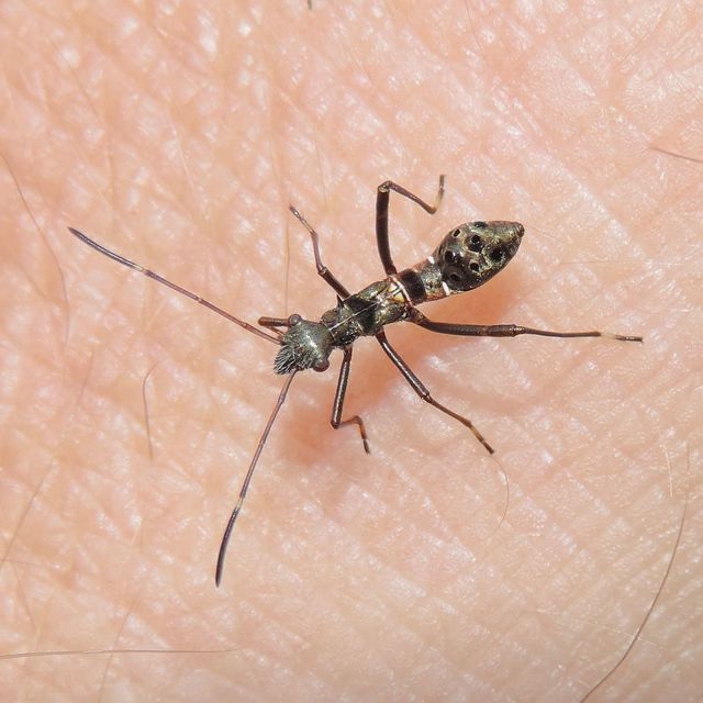 Camptopus lateralis - görbelábú karimáspoloska