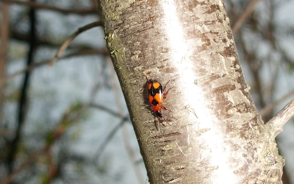 Lebia cruxminor - keresztes cserjefutó