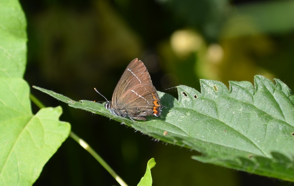 Satyrium w-album - szilfa-csücsköslepke