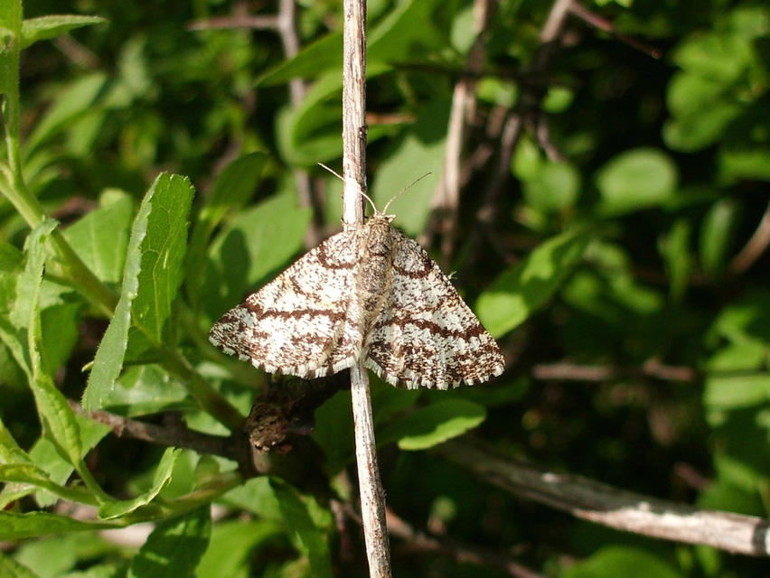 Ematurga atomaria - barna rétiaraszoló