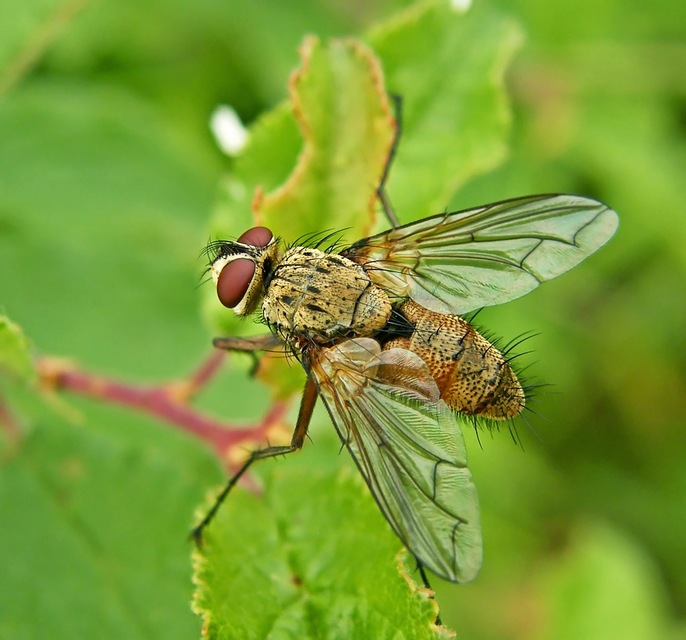 Dexia rustica - cserebogár-fürkészlégy