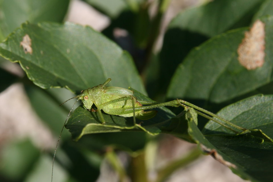Phaneroptera
