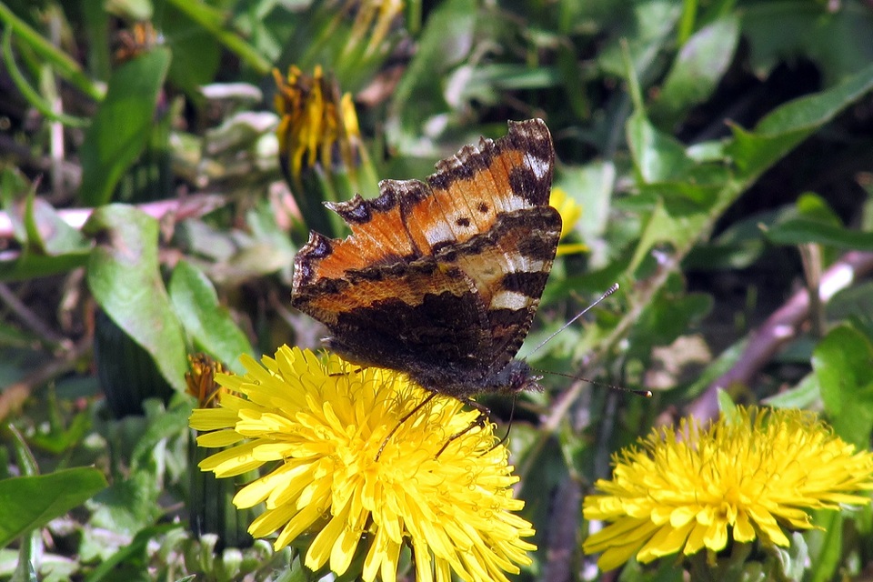 Nymphalis urticae - kis rókalepke