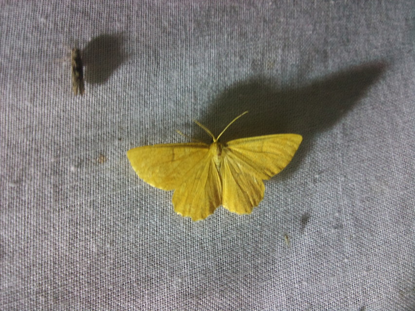 Angerona prunaria - sárga kökényaraszoló