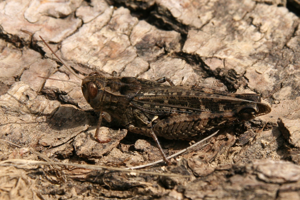 Calliptamus italicus - olaszsáska