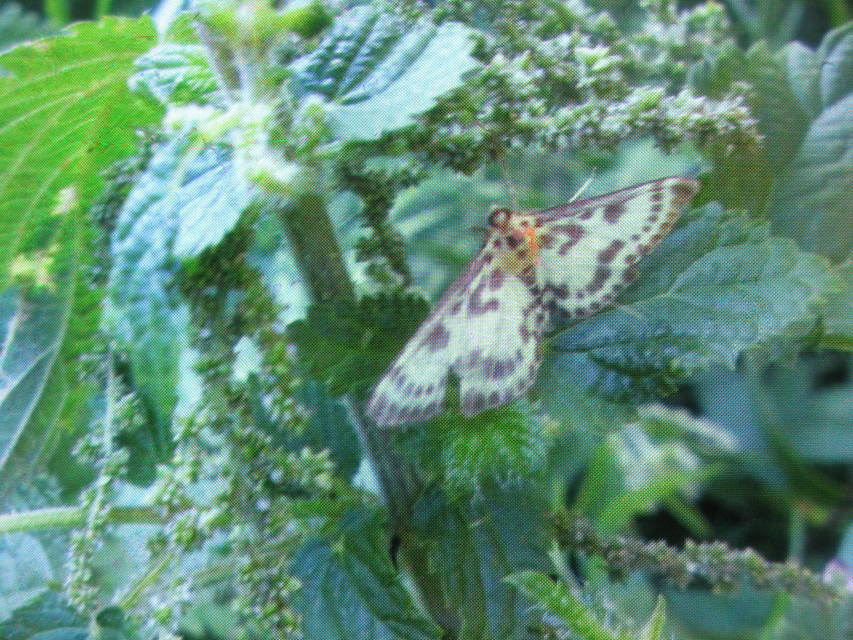 Anania hortulata - tarka csalánmoly
