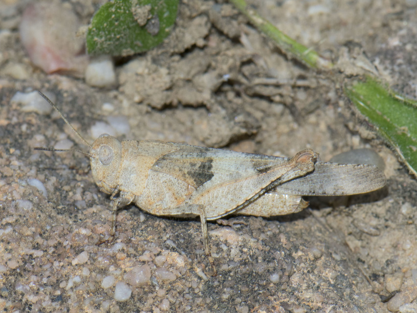 Oedipoda caerulescens - kékszárnyú sáska