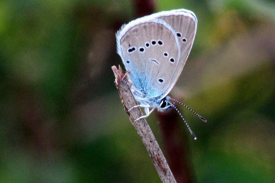 Cyaniris semiargus - aprószemes boglárka