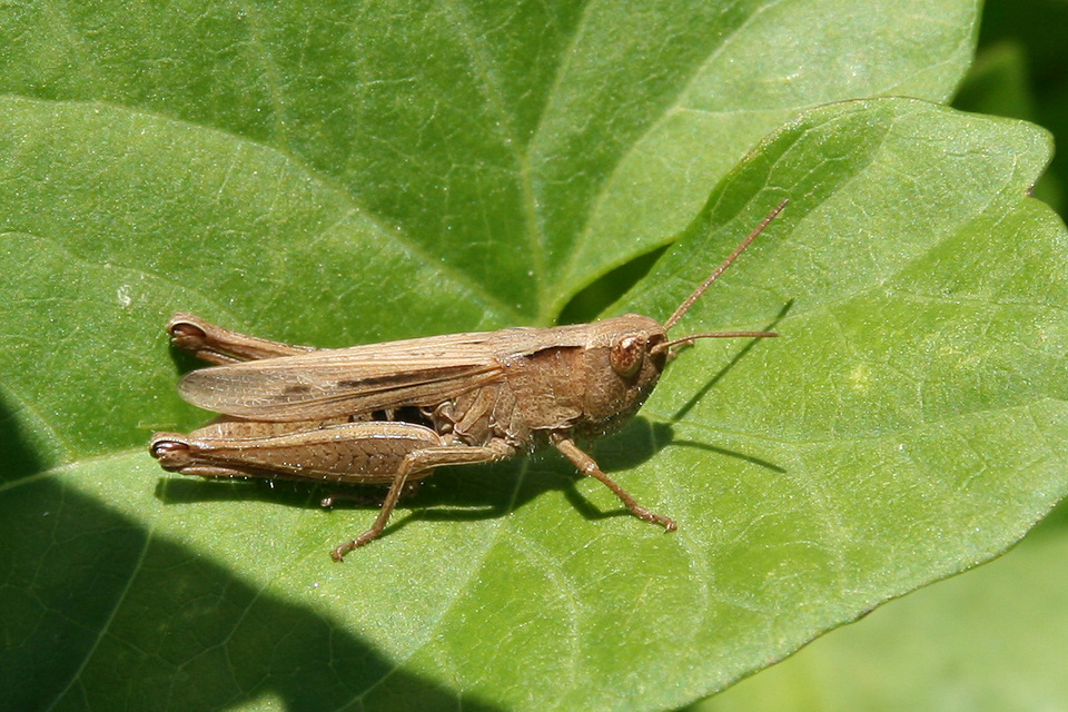 Chorthippus dorsatus - hátas rétisáska