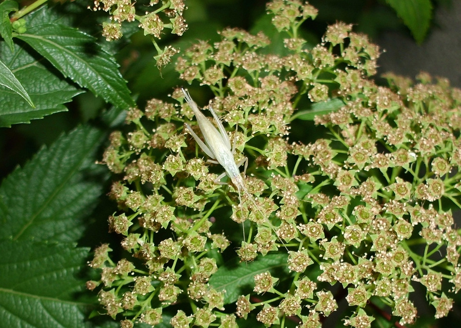 Oecanthus pellucens - pirregőtücsök