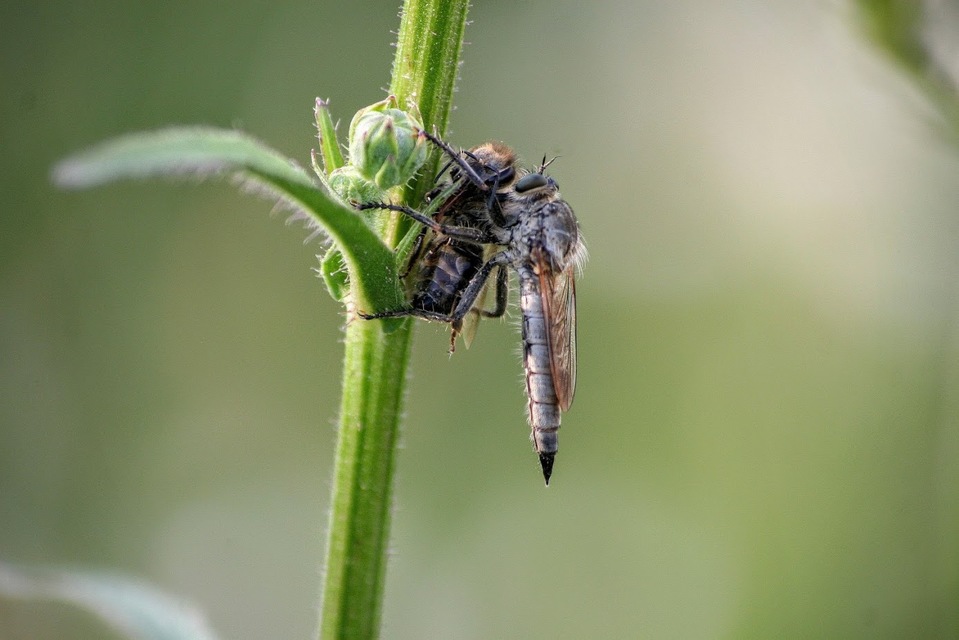 Asilidae - rablólégyfélék