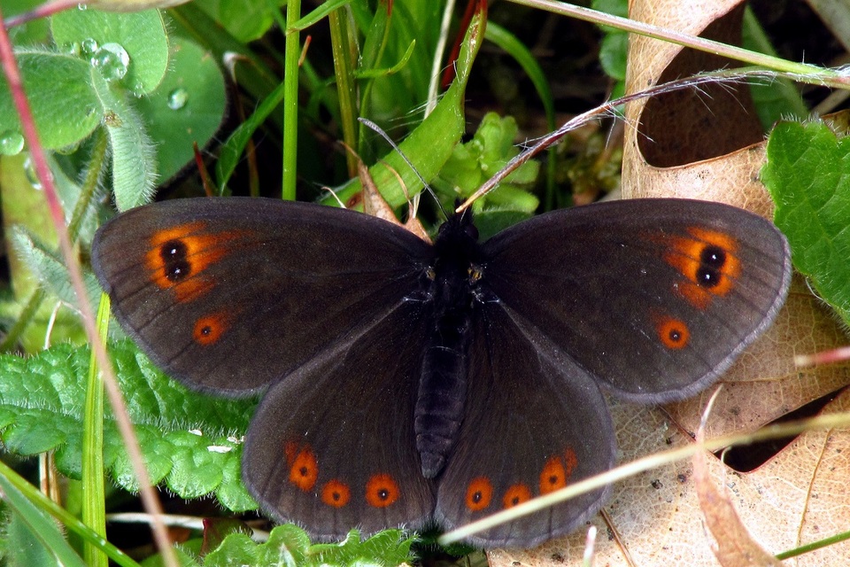 Erebia medusa - tavaszi szerecsenlepke
