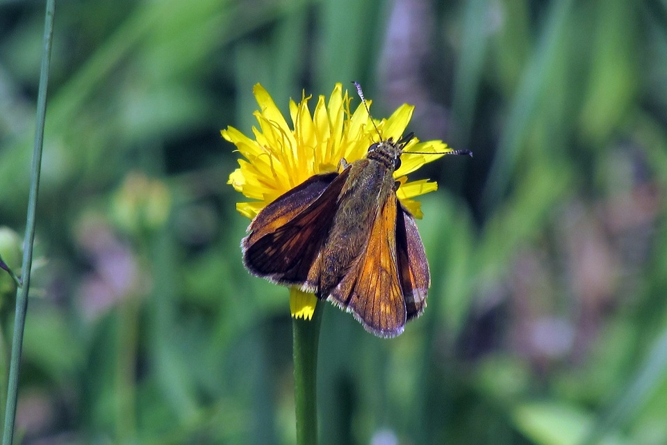 Ochlodes sylvanus - erdei busalepke