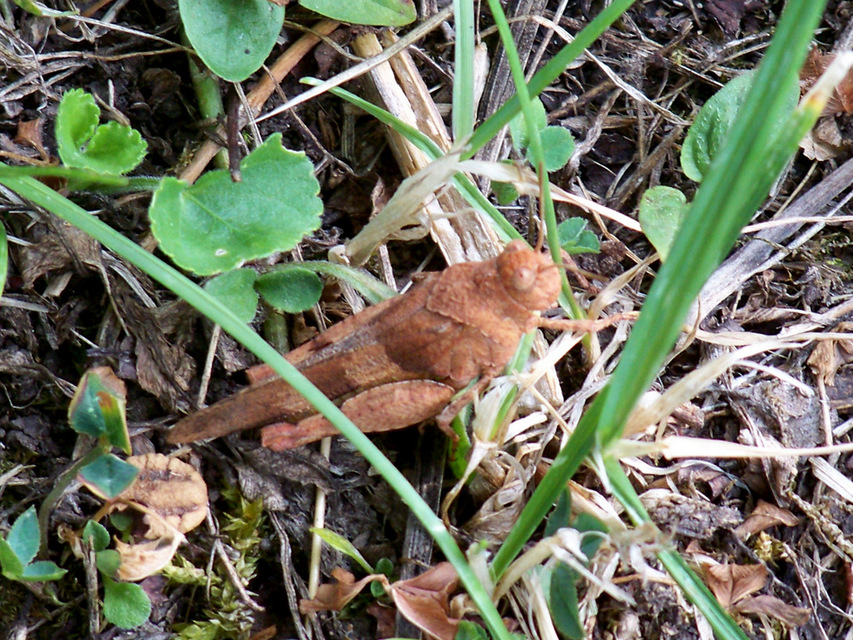 Oedipoda caerulescens - kékszárnyú sáska