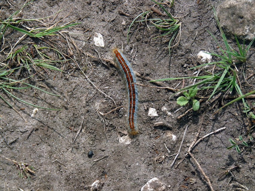 Malacosoma castrensis - kutyatejszövő