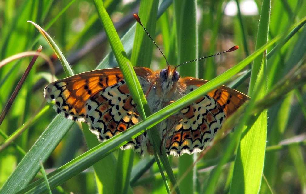 Melitaea cinxia - réti tarkalepke