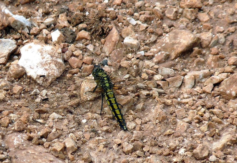 Orthetrum cancellatum - feketefarkú pásztorszitakötő