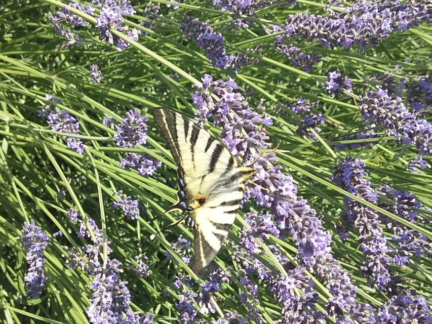 Iphiclides podalirius - kardoslepke