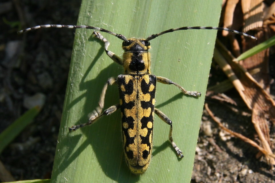 Saperda scalaris - létracincér