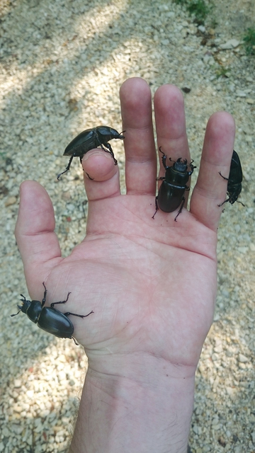 Lucanus cervus - nagy szarvasbogár