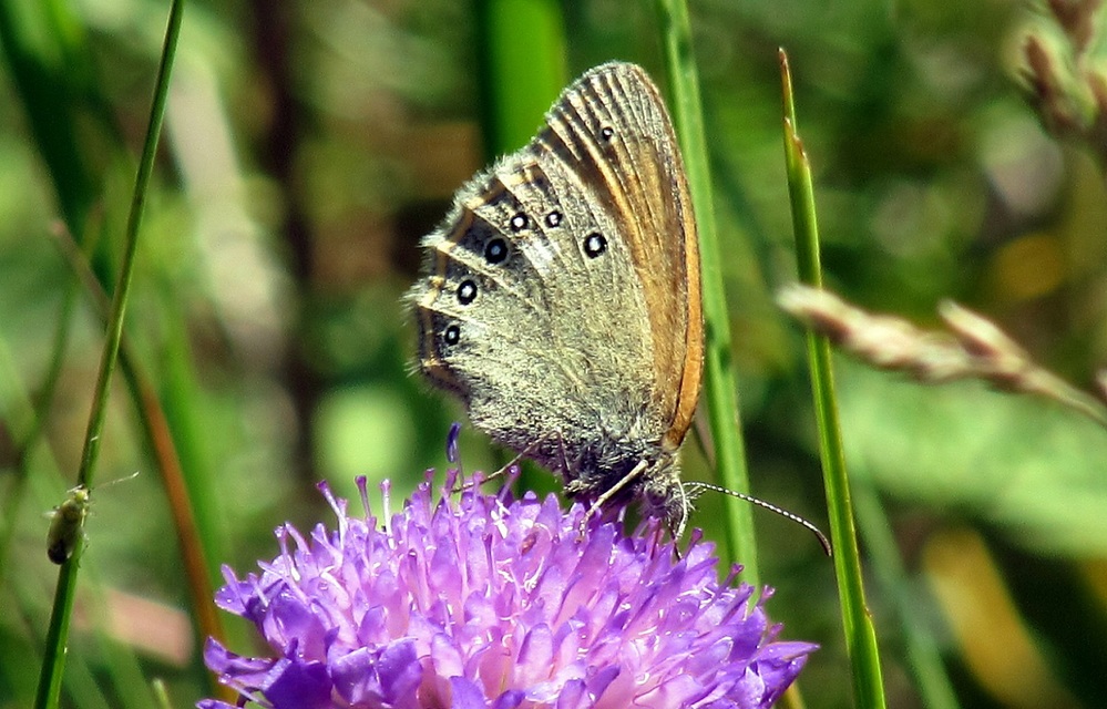 Coenonympha glycerion - közönséges szénalepke
