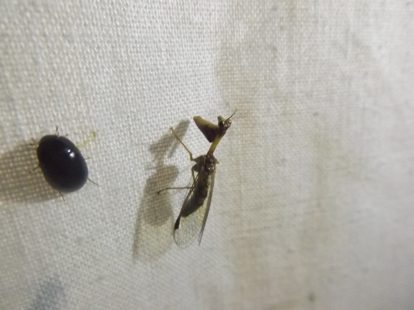 Mantispa styriaca - kétszínű fogólábú-fátyolka Mantispa styriaca - kétszínű fogólábú-fátyolka
