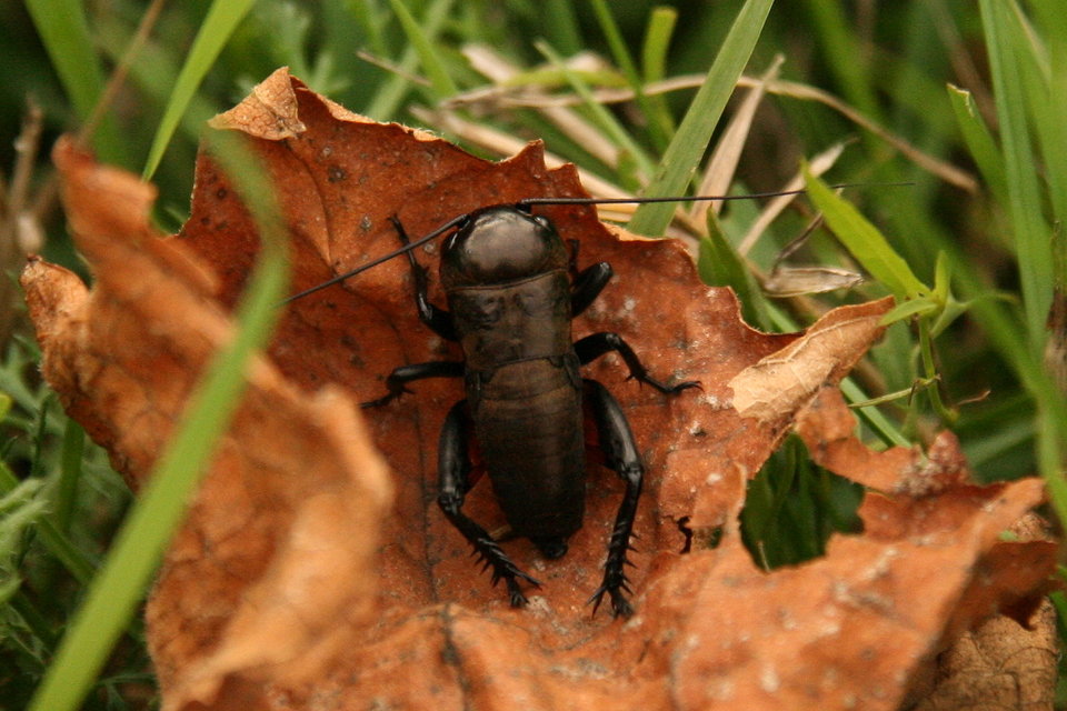 Gryllus campestris - mezei tücsök