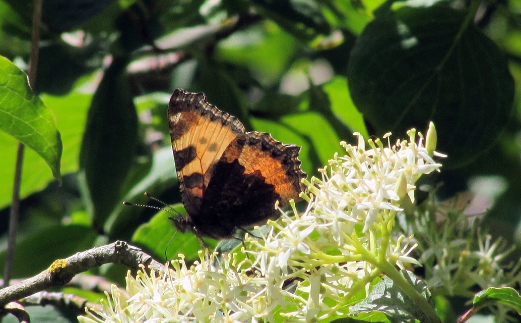 Nymphalis urticae - kis rókalepke
