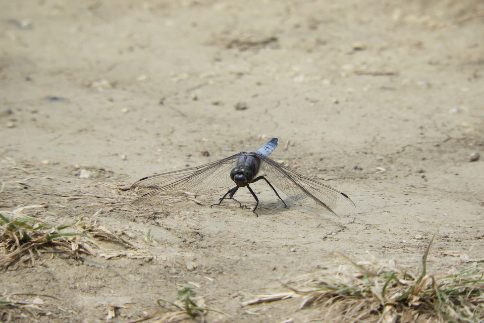 Orthetrum cancellatum - feketefarkú pásztorszitakötő