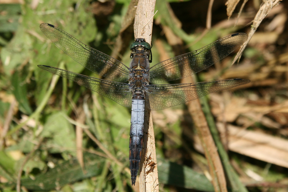 Orthetrum cancellatum - feketefarkú pásztorszitakötő