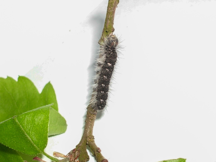 Poecilocampa populi - nyárfaszövő