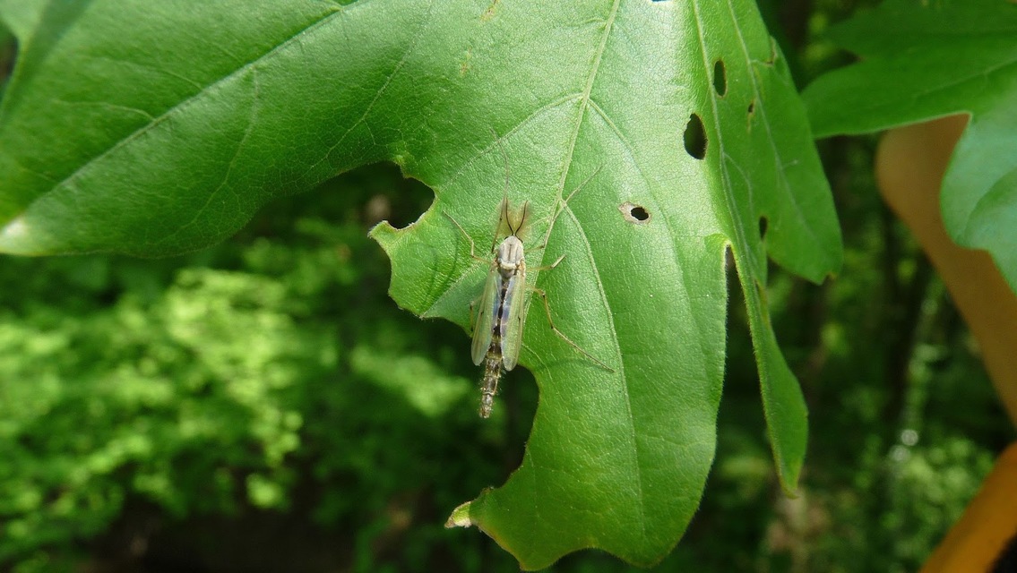 Chironomidae - árvaszúnyogok