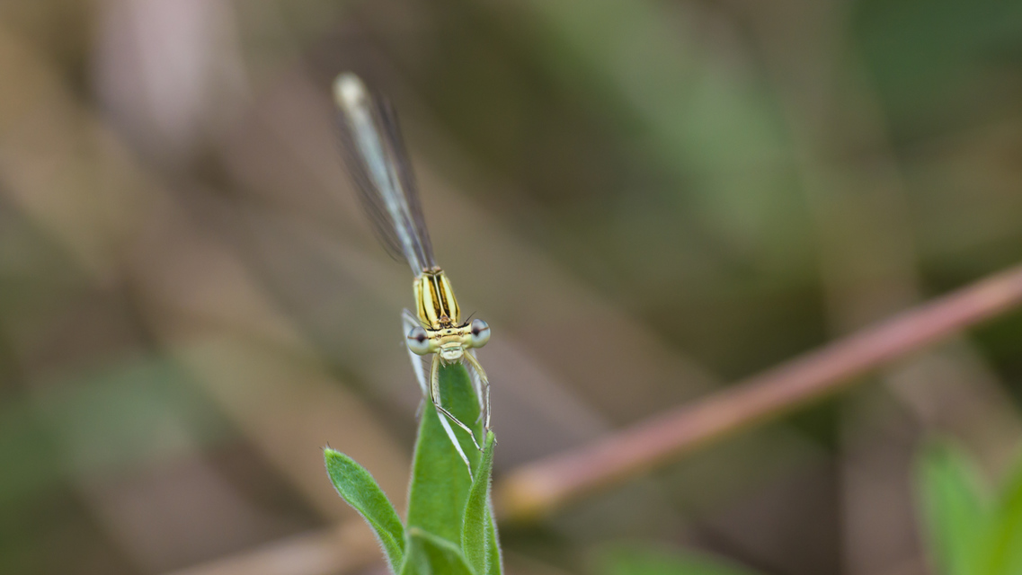 Platycnemis pennipes - széleslábú szitakötő
