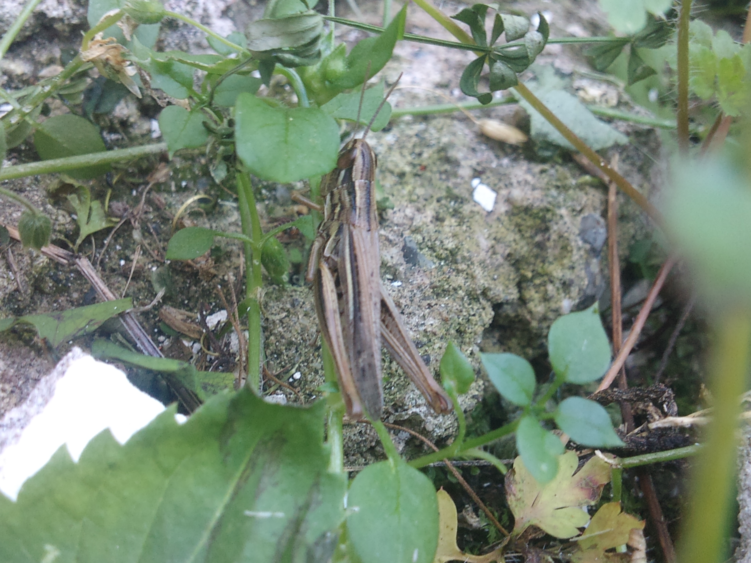 Chorthippus albomarginatus - csinos rétisáska
