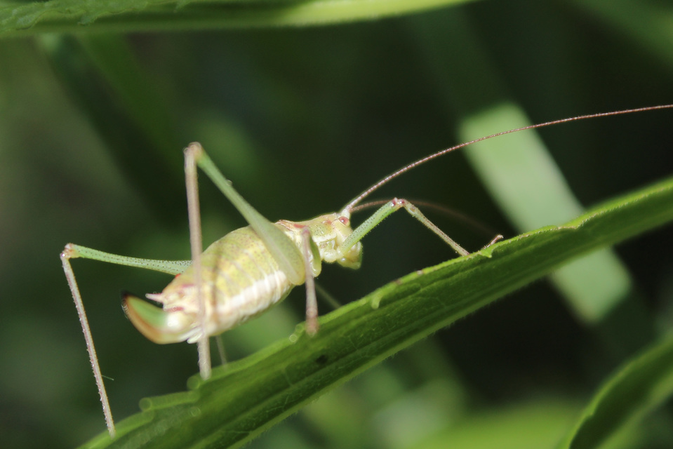 Leptophyes albovittata - közönséges virágszöcske