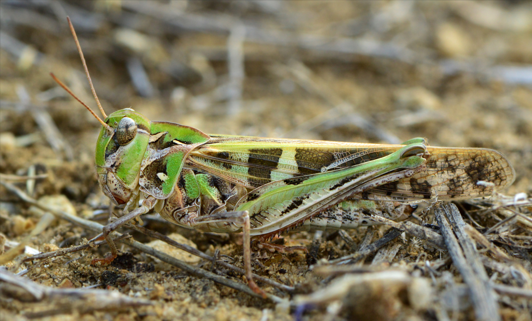 Oedaleus decorus - szalagos sáska