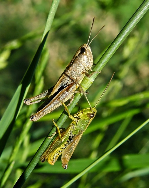 Pseudochorthippus parallelus - közönséges rétisáska