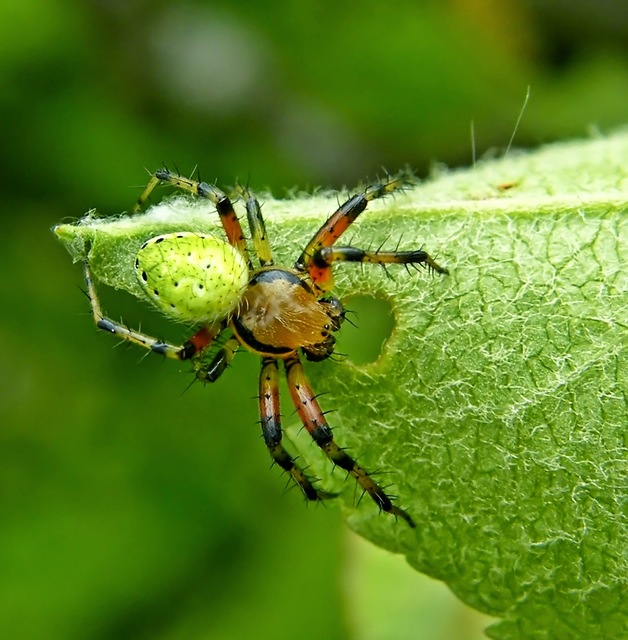 Araniella