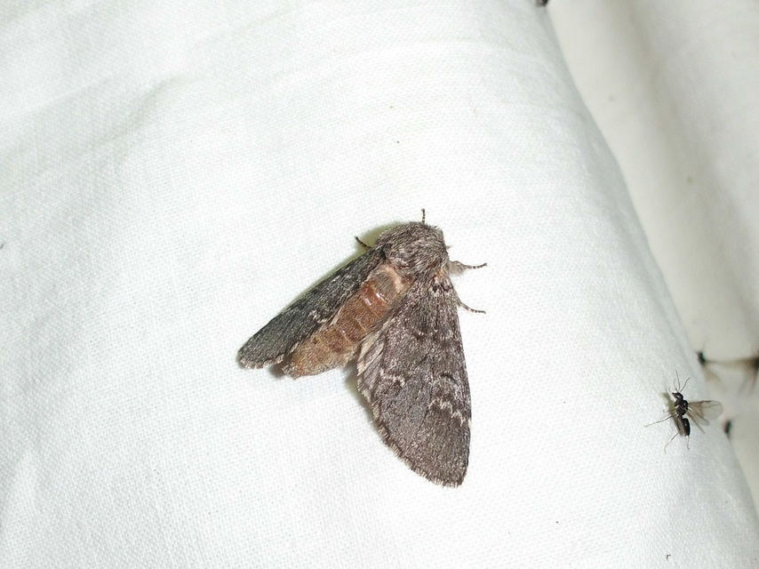 Drymonia ruficornis - cserfa-púposszövő