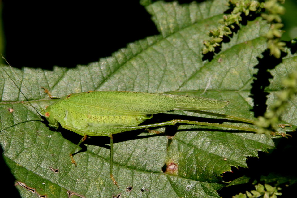 Phaneroptera nana - pontozott repülőszöcske