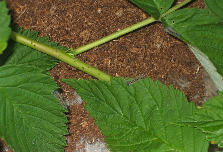 Lasiocampa quercus - tölgyfaszövő