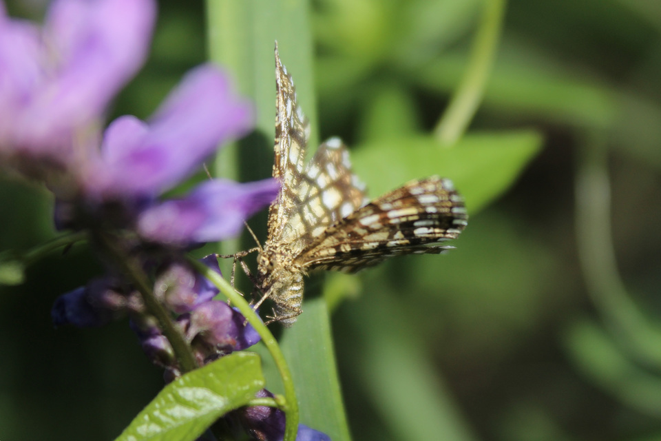 Chiasmia clathrata - rácsos rétiaraszoló