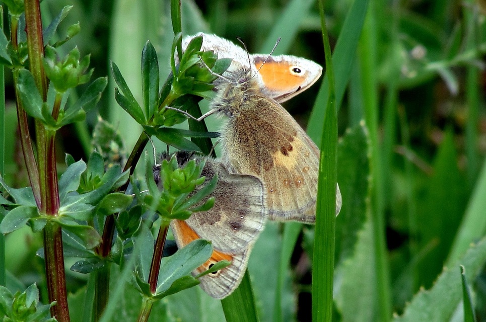 Coenonympha pamphilus - kis szénalepke