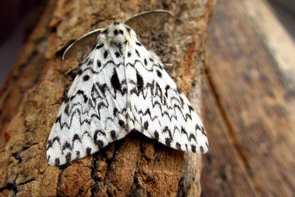 Lymantria monacha - apácalepke