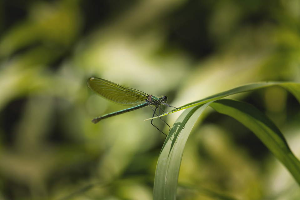Calopteryx splendens - sávos szitakötő