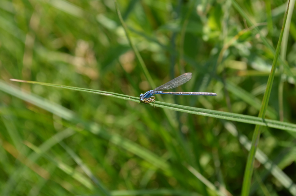 Enallagma cyathigerum - kéksávos légivadász