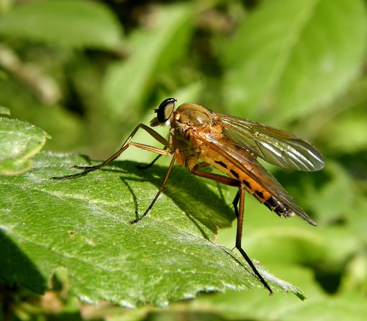 Rhagio tringarius - közönséges kószalégy