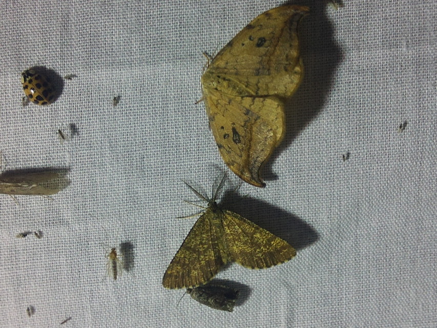 Harmonia axyridis - harlekinkatica