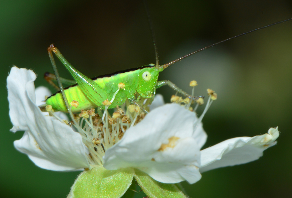 Conocephalus fuscus - kis kúpfejűszöcske